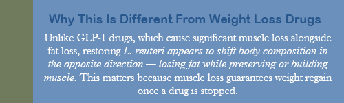 L. reuteri shifts body composition